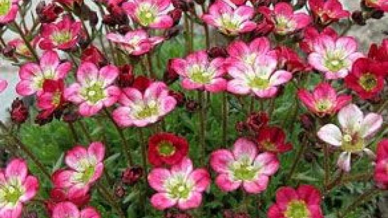 Plante : SAARPIRO