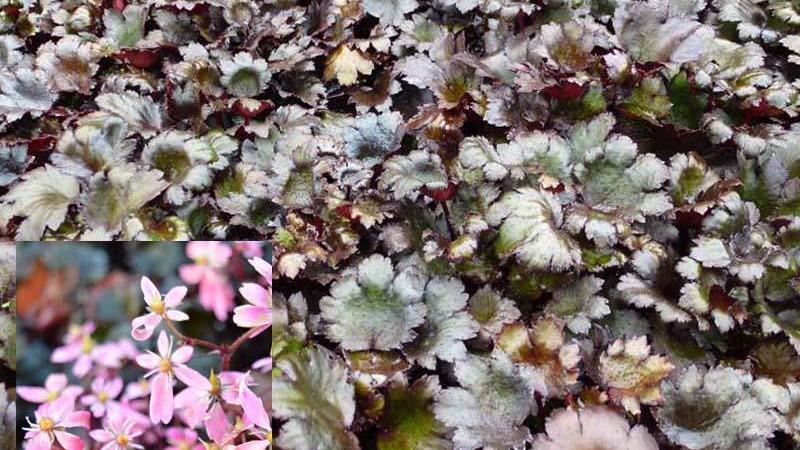 Plante : SACOBLRU