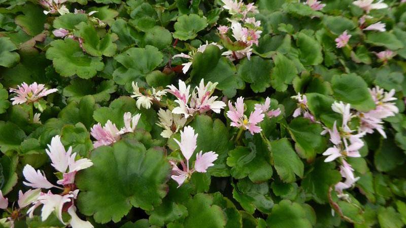 Plante : SACOCHCO