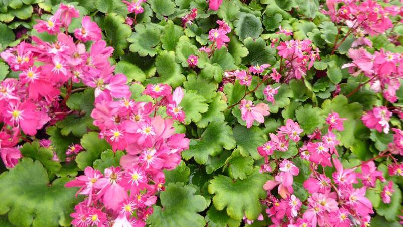 Plante : SAFOGO