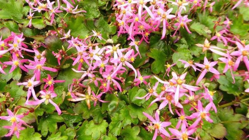 Plante : SAFOSUPLFA