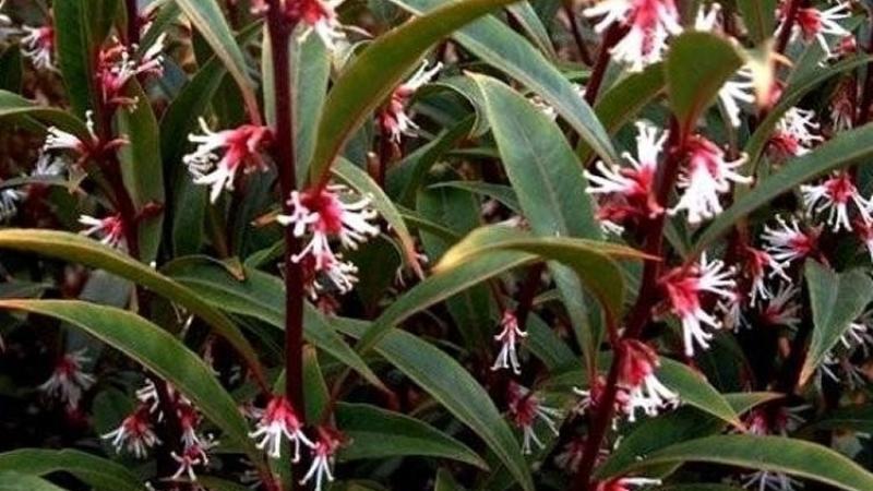 Plante : SAHOPUGE