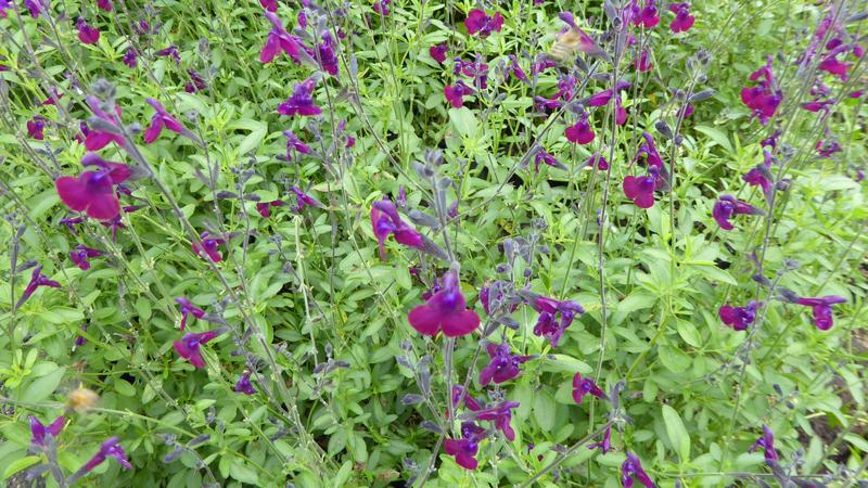 Plante : SAHYNIBU
