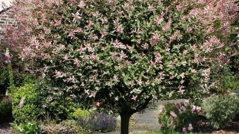 Plante : SAINHANI