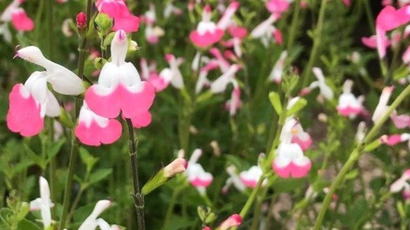 Plante : SAMIPILI