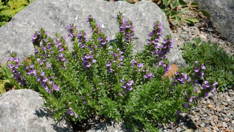 Plante : SAMO