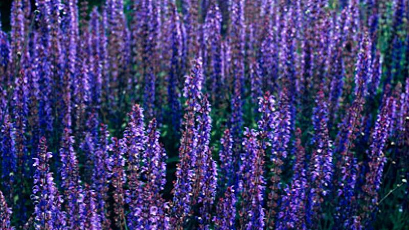 Plante : SANEALIBI
