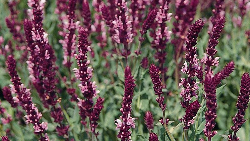 Plante : SANEROQU