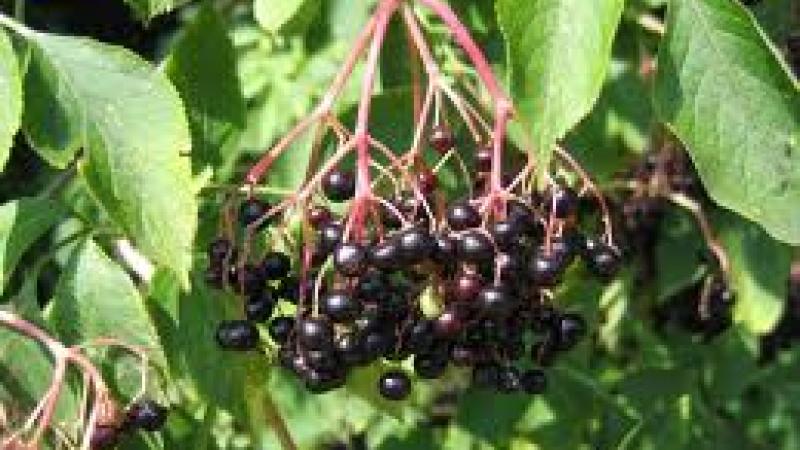 Sambucus nigra + 1P PF
