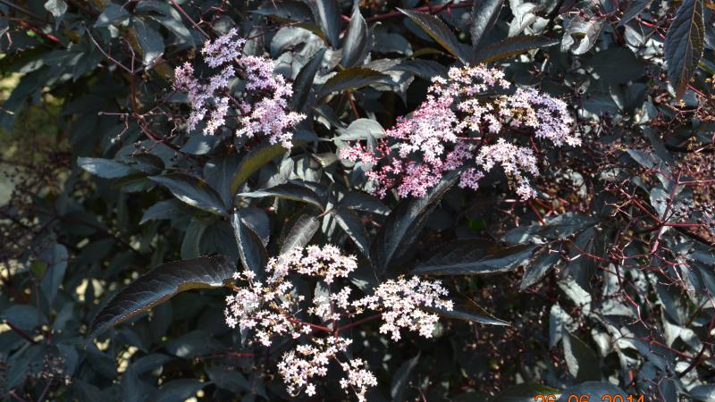 Plante : SANIBLBE