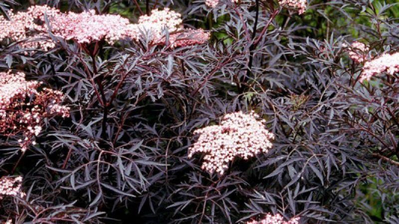 Plante : SANIBLLA