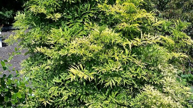 Plante : SANIGOTO