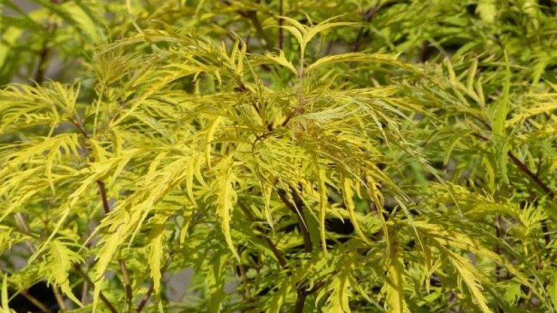 Plante : SARAWEGO