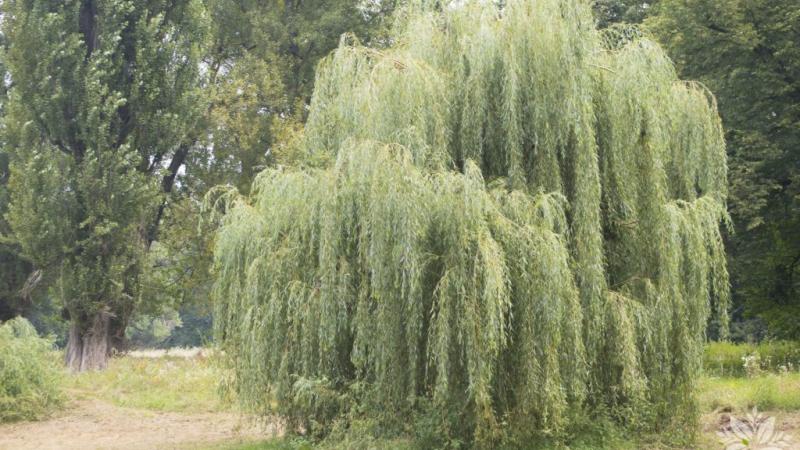 Plante : SASECH