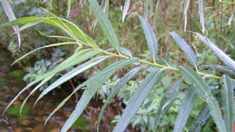 Plante : SAVI