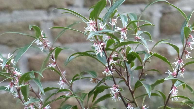 Plante : SAWIGE