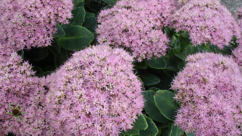 Plante : SESPBR