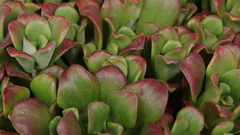 Plante : SESPDA