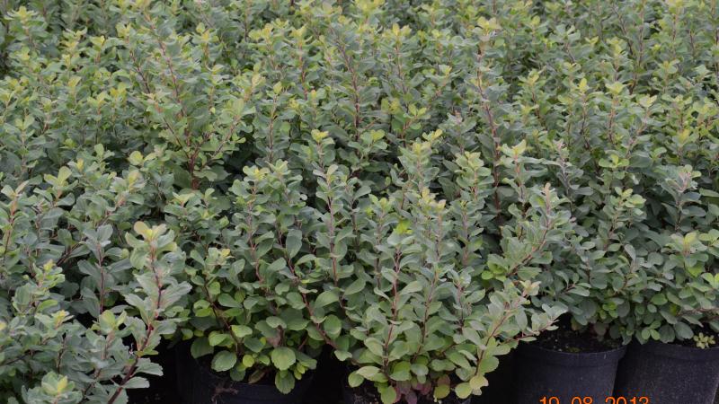 Plante : SPBETO