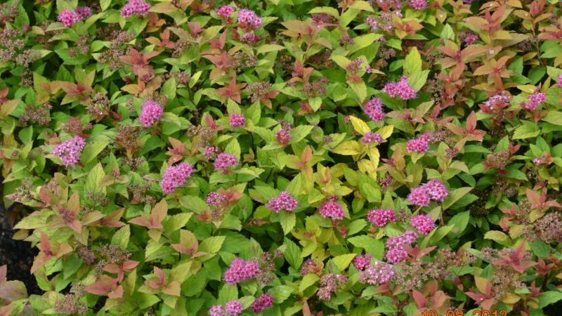 Plante : SPJAMACA