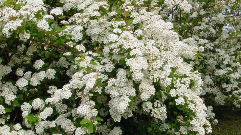 Plante : SPVA