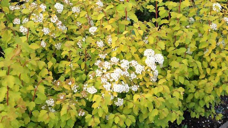 Plante : SPVAGOFO