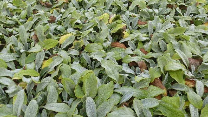 Plante : STBYSICA