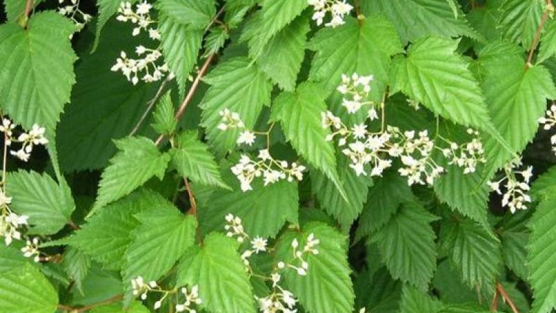 Plante : STTA