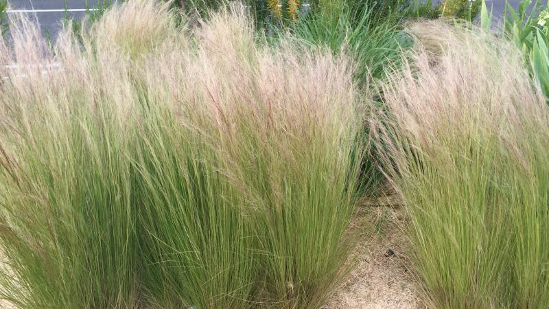 Plante : STTE