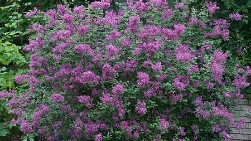Plante : SYBLDAPU