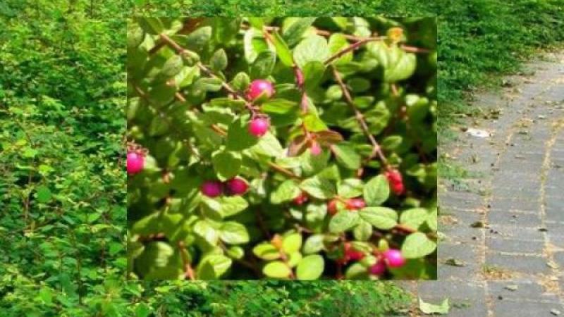 Plante : SYCHHAPF