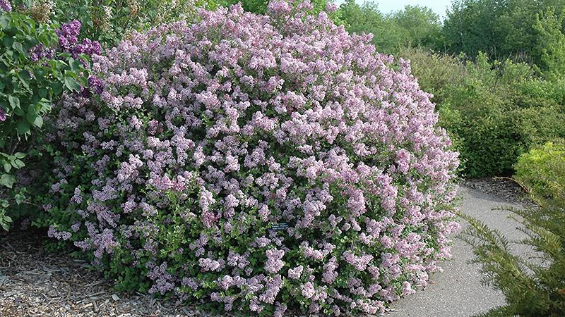 Plante : SYMEPA