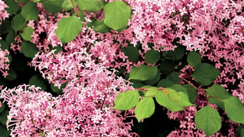 Plante : SYMIREPI