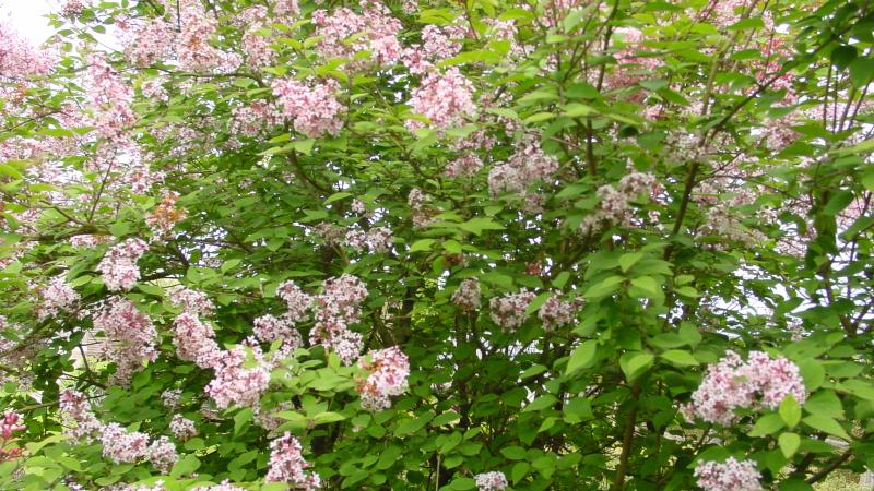 Plante : SYMISU