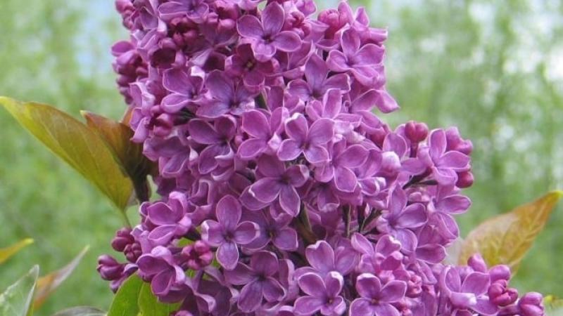 Plante : SYSOLOSC