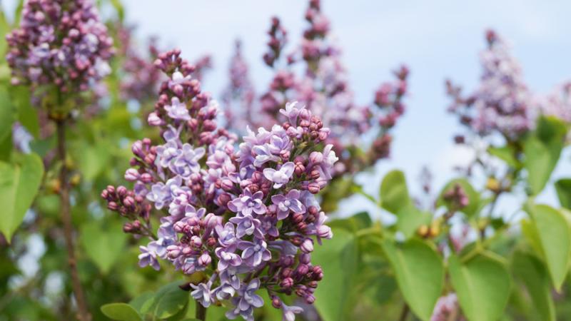 Plante : SYVUMIBU