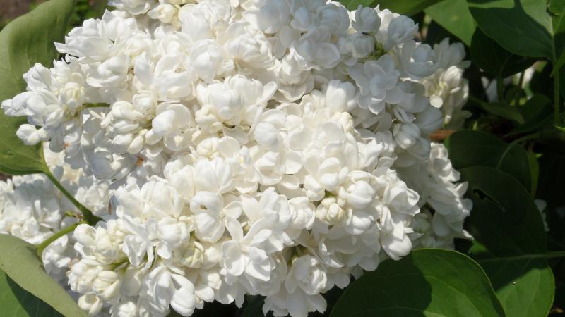 Plante : SYVUMOLE