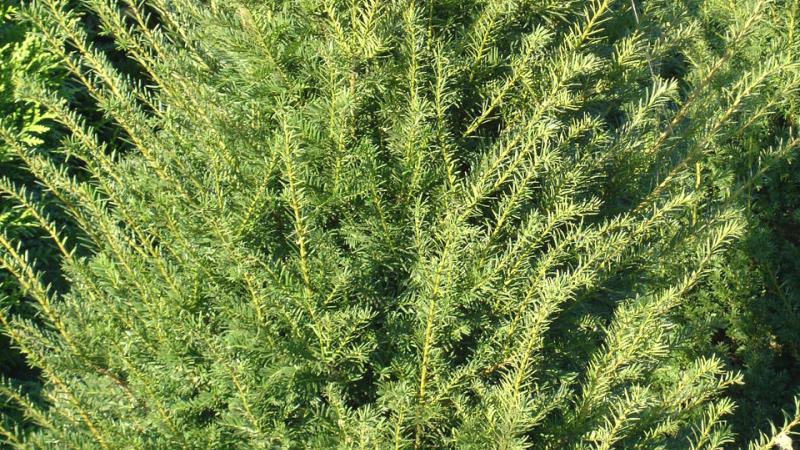 Plante : TABA