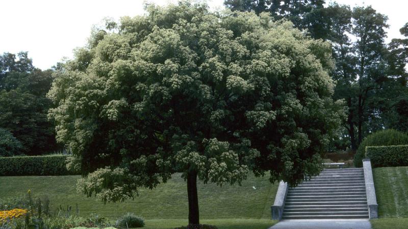 Plante : TEDA