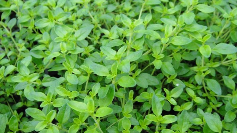 Plante : THCI