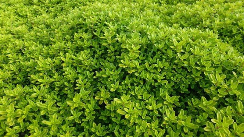 Plante : THCIAU