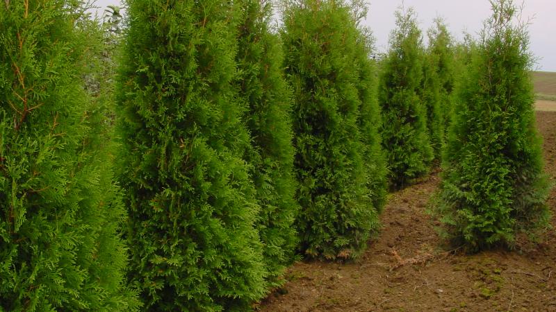 Plante : THOCBR