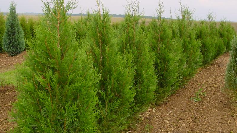 Plante : THPLAT