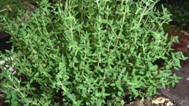 Plante : THVU