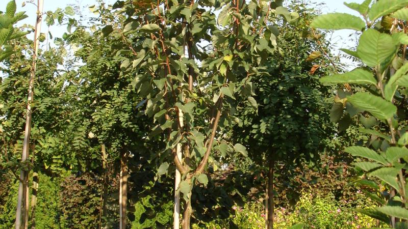 Plante : TICOPF