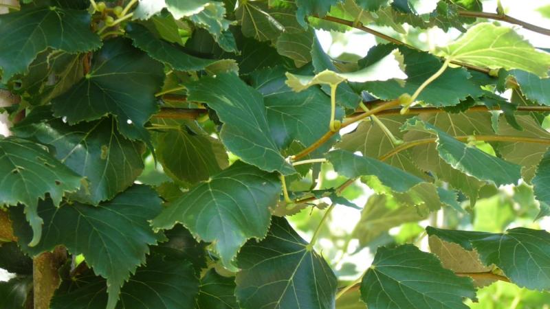 Plante : TICORA