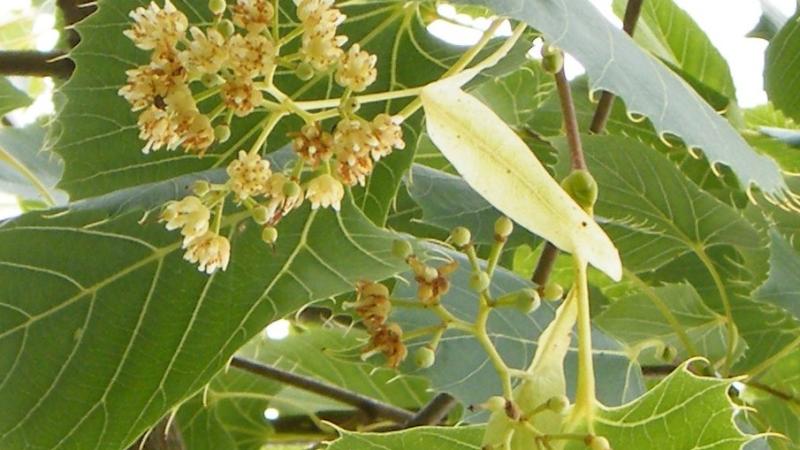 Plante : TIHE