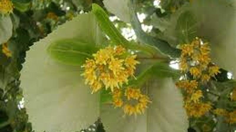 Plante : TITOBR