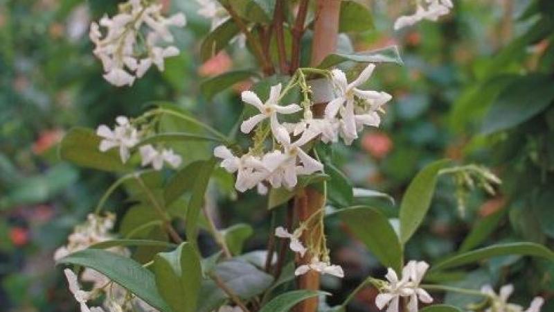 Plante : TRJA