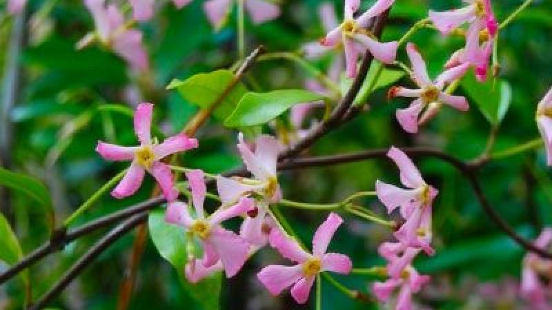 Plante : TRJAPI